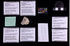 Foto (Objekt + Etiketten) von Cracensigillatus acutirostrus (Moericke, 1889) (NHMW-GEO-1990-0041-0444b)